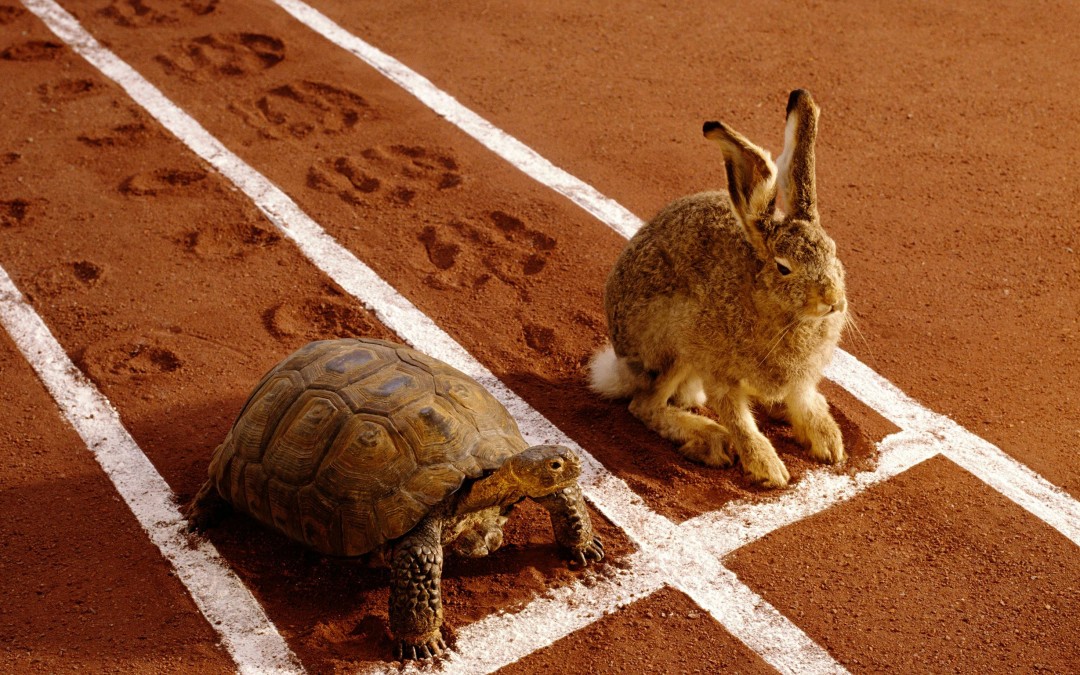 The SERP Race: The Tortoise & The Hare